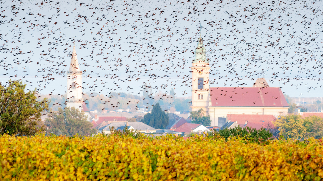 Hoe houd je vogels weg van jouw wijngaard?