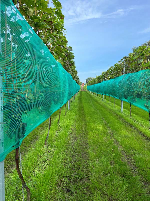 vaspa net, groen voor de wijnbouw tegen wespen en hagel