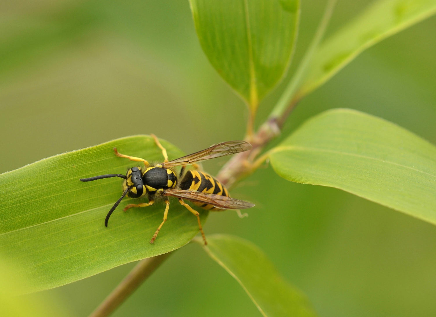 close up van wesp op plant